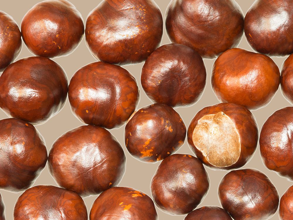 USA-Washington State Chestnut still-life-chestnuts close-up with tan background